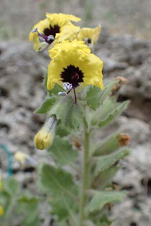 Hyoscyamus aureus \ Goldgelbes Bilsenkraut / Golden Henbane, Rhodos/Rhodes City 28.3.2019