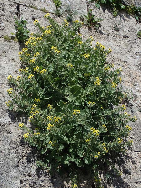 Hyoscyamus aureus \ Goldgelbes Bilsenkraut / Golden Henbane, Rhodos/Rhodes City 28.3.2023