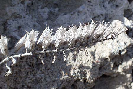 Hyoscyamus aureus \ Goldgelbes Bilsenkraut / Golden Henbane, Rhodos/Rhodes City 28.3.2023