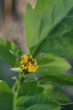 Bidens pilosa \ Behaarter Zweizahn, Rhodos Stegna 28.3.2023