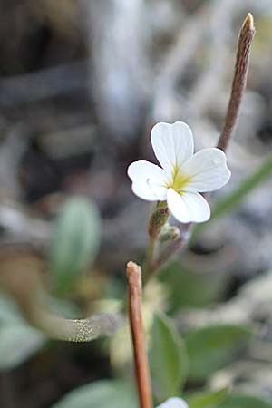 Malcolmia chia \ Chios-Meerviole / Chian Stock, Aegaean Stock, Rhodos/Rhodes Monolithos 31.3.2019