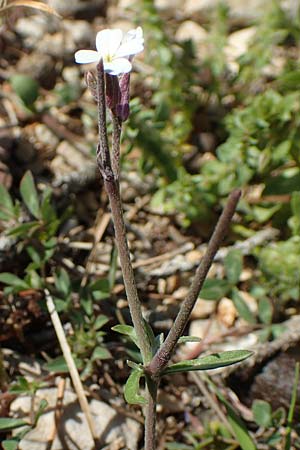 Malcolmia chia \ Chios-Meerviole / Chian Stock, Aegaean Stock, Rhodos/Rhodes Monolithos 31.3.2019