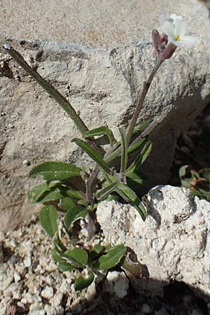 Malcolmia chia \ Chios-Meerviole / Chian Stock, Aegaean Stock, Rhodos/Rhodes Monolithos 31.3.2019