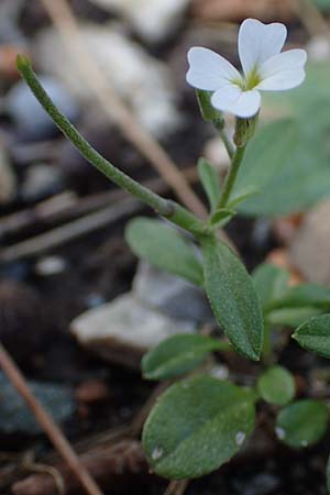 Malcolmia chia \ Chios-Meerviole / Chian Stock, Aegaean Stock, Rhodos/Rhodes Monolithos 31.3.2019
