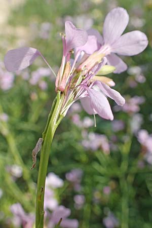 Erucaria hispanica \ Spanischer Senf / Spanish Pink Mustard, Rhodos Kattavia 1.4.2019