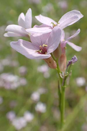 Erucaria hispanica \ Spanischer Senf / Spanish Pink Mustard, Rhodos Kattavia 1.4.2019