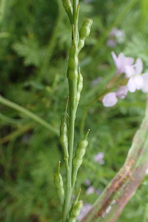 Erucaria hispanica \ Spanischer Senf / Spanish Pink Mustard, Rhodos Kattavia 1.4.2019