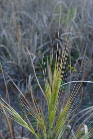 Bromus madritensis \ Mittelmeer-Trespe / Compact Brome, Rhodos/Rhodes Haraki 15.3.2023