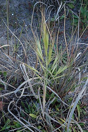 Bromus madritensis \ Mittelmeer-Trespe / Compact Brome, Rhodos/Rhodes Haraki 15.3.2023