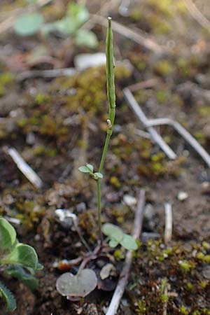 Cardamine hirsuta, Vielstängeliges Schaumkraut, Behaartes Schaumkraut