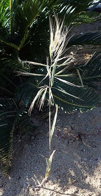 Bromus madritensis \ Mittelmeer-Trespe / Compact Brome, Rhodos/Rhodes Lindos 20.3.2023
