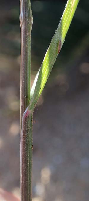 Bromus madritensis \ Mittelmeer-Trespe / Compact Brome, Rhodos/Rhodes Lindos 20.3.2023