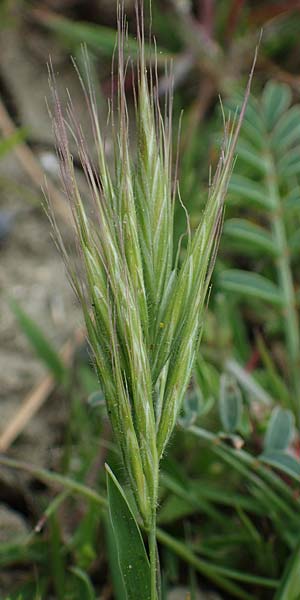 Bromus rubens \ Rote Trespe, R&ouml;tliche Trespe / Red Brome, Rhodos/Rhodes Kamiros 22.3.2023