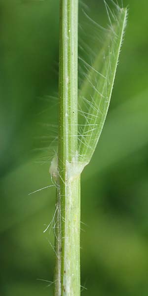 Bromus rubens \ Rote Trespe, R&ouml;tliche Trespe / Red Brome, Rhodos/Rhodes Kamiros 22.3.2023