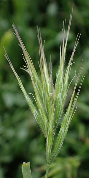 Bromus rubens \ Rote Trespe, R&ouml;tliche Trespe / Red Brome, Rhodos/Rhodes Kamiros 22.3.2023