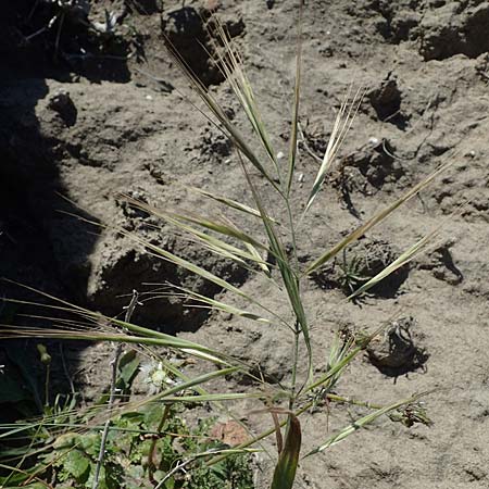 Bromus diandrus \ Gro��hrige Trespe / Great Brome, Rhodos/Rhodes Apolakkia 25.3.2023
