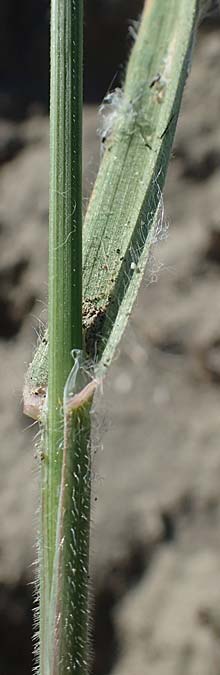 Bromus diandrus \ Gro��hrige Trespe / Great Brome, Rhodos/Rhodes Apolakkia 25.3.2023