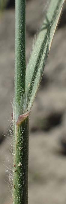 Bromus diandrus \ Gro��hrige Trespe / Great Brome, Rhodos/Rhodes Apolakkia 25.3.2023