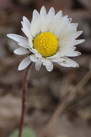 Bellis sylvestris \ Wald-Gnseblmchen / Southern Daisy, Rhodos Kolymbia 22.3.2023
