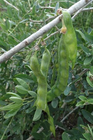 Anagyris foetida \ Stinkstrauch / Mediterranean Stinkbush, Stinking Bean Trefoil, Rhodos Lahania 3.4.2019