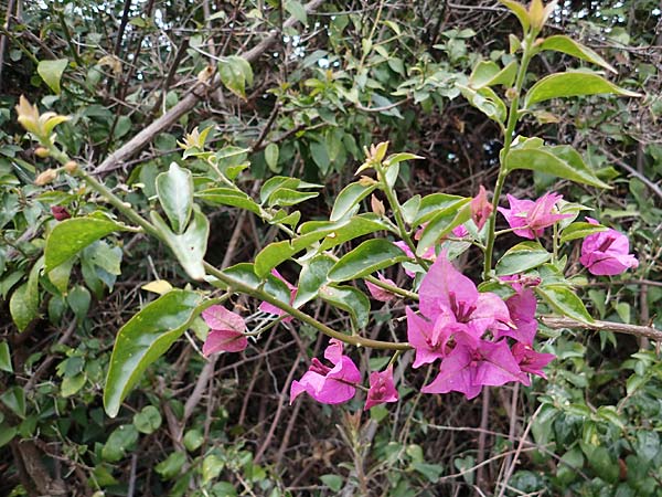 Bougainvillea spectabilis / Bougainvillea, Rhodes Koskinou 22.3.2023