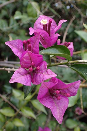 Bougainvillea spectabilis / Bougainvillea, Rhodes Koskinou 22.3.2023