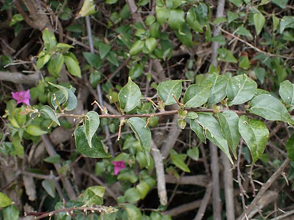 Bougainvillea spectabilis / Bougainvillea, Rhodes Koskinou 22.3.2023