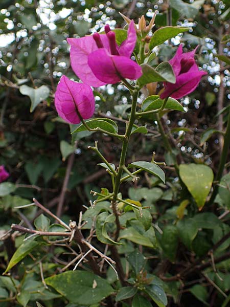 Bougainvillea spectabilis / Bougainvillea, Rhodes Koskinou 22.3.2023