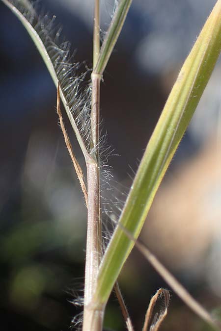 Bromus rubens \ Rote Trespe, R&ouml;tliche Trespe / Red Brome, Rhodos/Rhodes Lindos 20.3.2023
