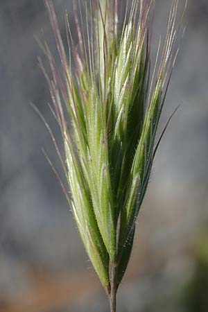 Bromus rubens \ Rote Trespe, R&ouml;tliche Trespe / Red Brome, Rhodos/Rhodes Lindos 20.3.2023