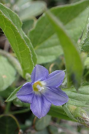 Convolvulus siculus \ Sizilianische Winde / Blue Bindweed, Rhodos/Rhodes Tsambika 30.3.2019