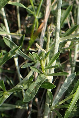Convolvulus cantabrica \ Kantabrische Winde / Southern Bindweed, Rhodos/Rhodes Gennadi 1.4.2019