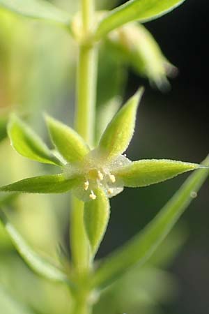 Lysimachia linum-stellatum \ Stern-Lein / Flax-Leaved Loosestrife, Rhodos/Rhodes Profitis Ilias 2.4.2019