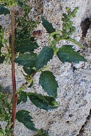 Chenopodium murale \ Mauer-Gnsefu / Nettle-Leaf Goosefoot, Rhodos City 28.3.2023