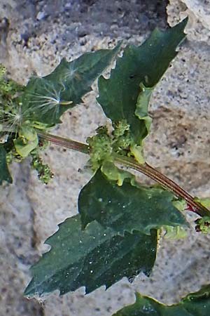 Chenopodium murale \ Mauer-Gnsefu / Nettle-Leaf Goosefoot, Rhodos City 28.3.2023