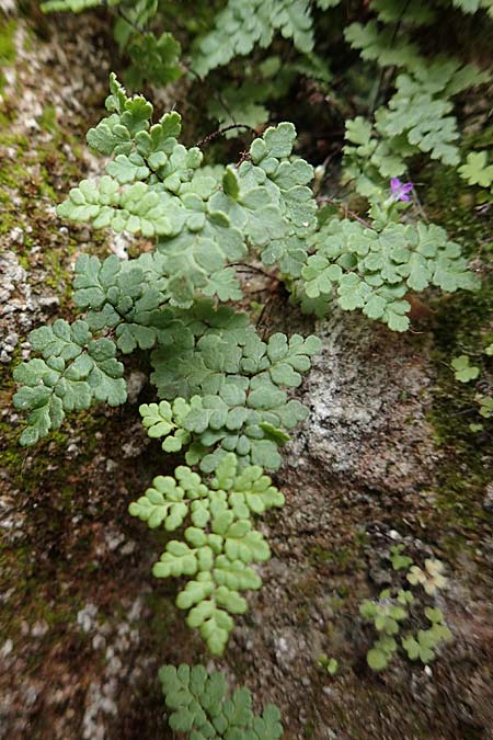 Cheilanthes acrostica \ Mauer-Lippenfarn / Scented Lip Fern, Rhodos/Rhodes City 28.3.2019