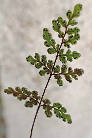 Cheilanthes acrostica \ Mauer-Lippenfarn / Scented Lip Fern, Rhodos/Rhodes City 28.3.2019