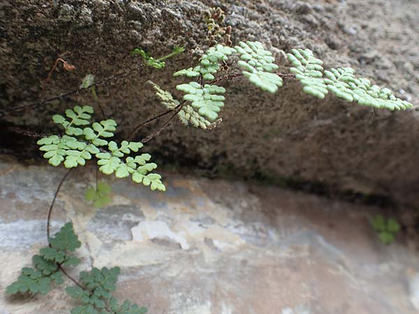Cheilanthes acrostica \ Mauer-Lippenfarn / Scented Lip Fern, Rhodos/Rhodes City 28.3.2019