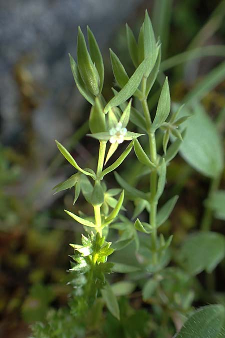 Lysimachia linum-stellatum \ Stern-Lein / Flax-Leaved Loosestrife, Rhodos/Rhodes Profitis Ilias 2.4.2019