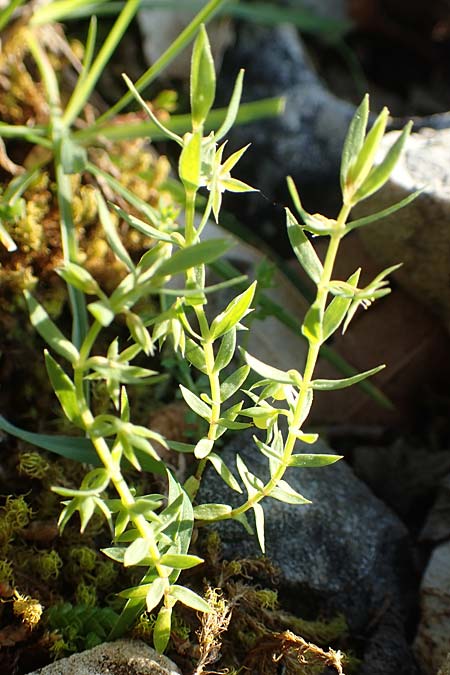 Lysimachia linum-stellatum \ Stern-Lein / Flax-Leaved Loosestrife, Rhodos/Rhodes Profitis Ilias 2.4.2019
