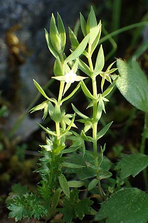 Lysimachia linum-stellatum \ Stern-Lein / Flax-Leaved Loosestrife, Rhodos/Rhodes Profitis Ilias 2.4.2019