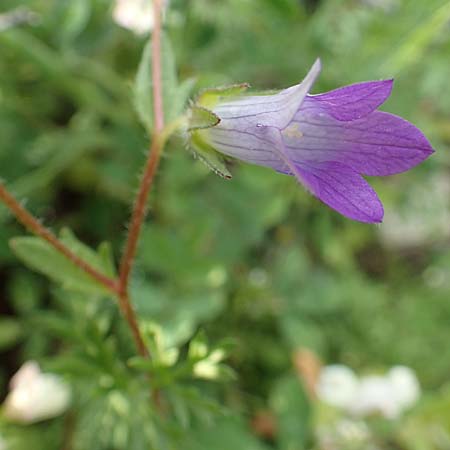 Campanula rhodensis \ Kleine Rhodische Glockenblume / Small Rhodian Bellflower, Rhodos/Rhodes Lahania 3.4.2019