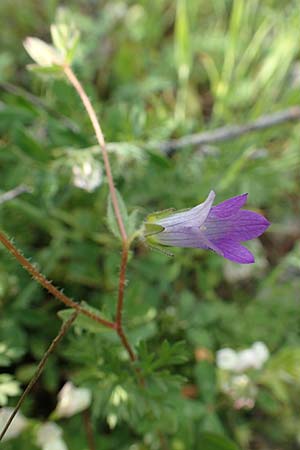 Campanula rhodensis \ Kleine Rhodische Glockenblume / Small Rhodian Bellflower, Rhodos/Rhodes Lahania 3.4.2019