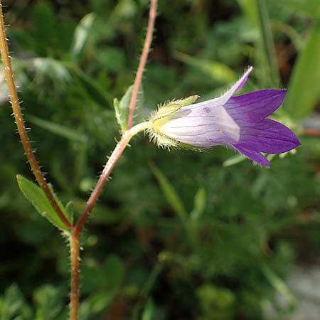 Campanula rhodensis \ Kleine Rhodische Glockenblume / Small Rhodian Bellflower, Rhodos/Rhodes Lahania 3.4.2019