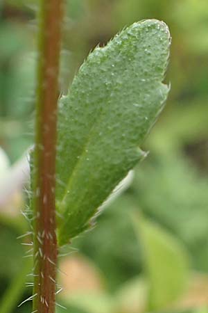Campanula rhodensis \ Kleine Rhodische Glockenblume / Small Rhodian Bellflower, Rhodos/Rhodes Lahania 3.4.2019