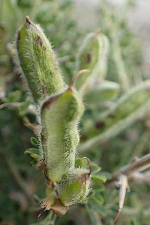 Calicotome villosa \ Behaarter Dorn-Ginster, Rhodos Faliraki 4.4.2019