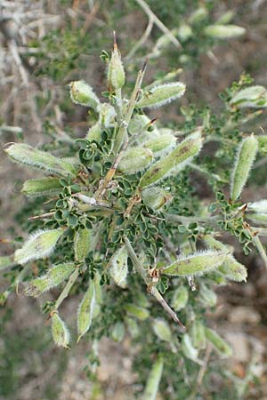 Calicotome villosa \ Behaarter Dorn-Ginster, Rhodos Faliraki 4.4.2019