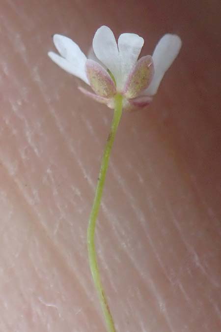 Draba verna agg. \ Frhlings-Hungerblmchen / Common Whitlowgrass, Rhodos Moni Artamiti 16.3.2023