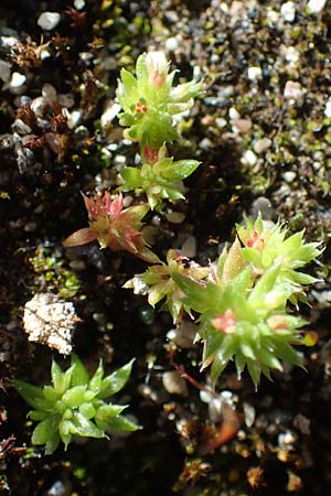 Crassula alata \ Gefl&uuml;geltes Dickblatt / Three-Parted Crassula, Rhodos/Rhodes Moni Kamiri 19.3.2023