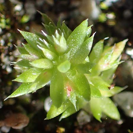 Crassula alata \ Gefl&uuml;geltes Dickblatt / Three-Parted Crassula, Rhodos/Rhodes Moni Kamiri 19.3.2023
